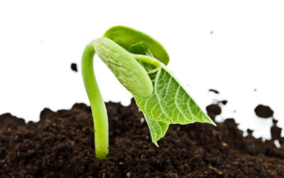 Easy Science Experiment For Kids: Understanding The Process of Germination